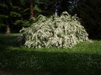 P1030122.JPG (477409 byte)